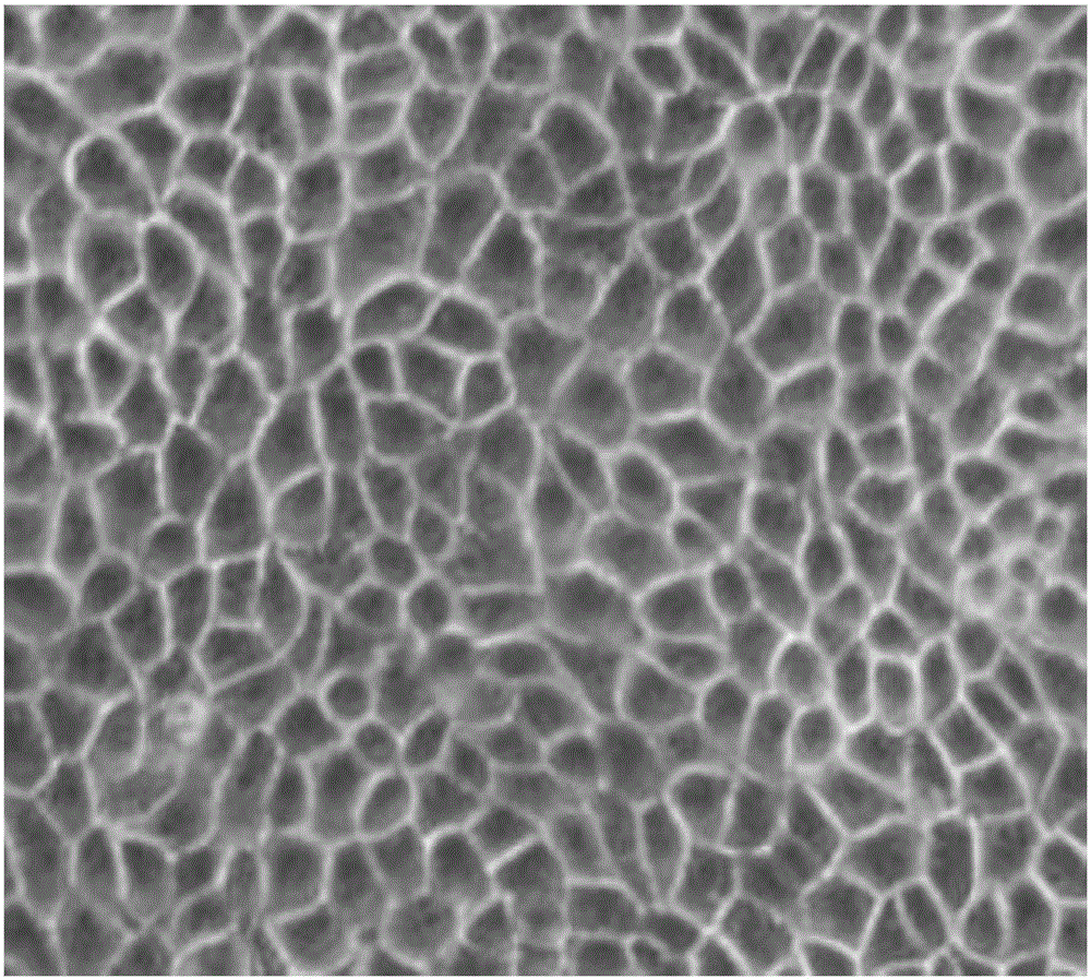 Low-serum culture method of PK15 cells, PK15 cells obtained by method and application thereof