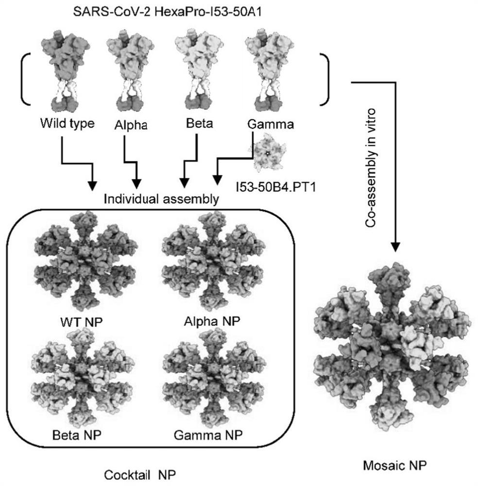 Quadrivalent SARS-CoV-2 chimeric nanoparticle vaccine as well as preparation method and application thereof