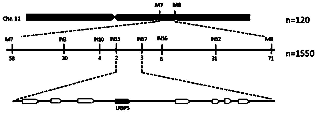 A deubiquitinase gene ubp5 regulating rice grain shape and leaf color and its application