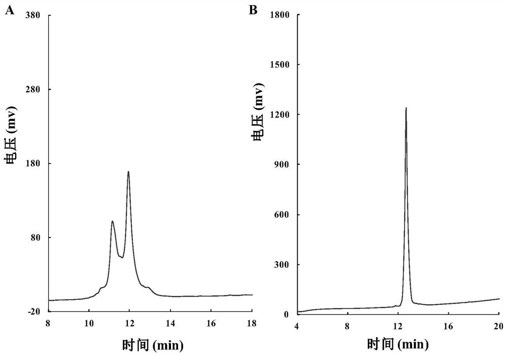 Exenatide analogs with hydroxylamine groups and applications thereof