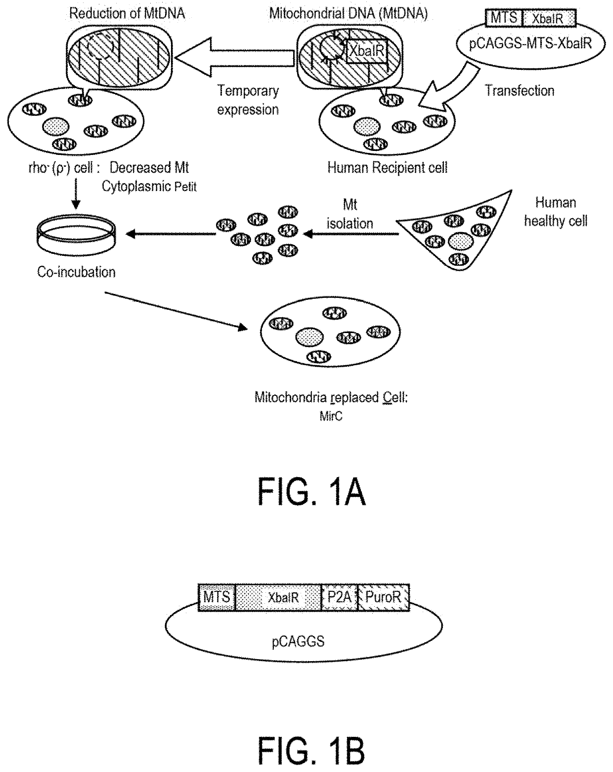 Methods and compositions for treating mitochondrial disease or disorders and heteroplasmy