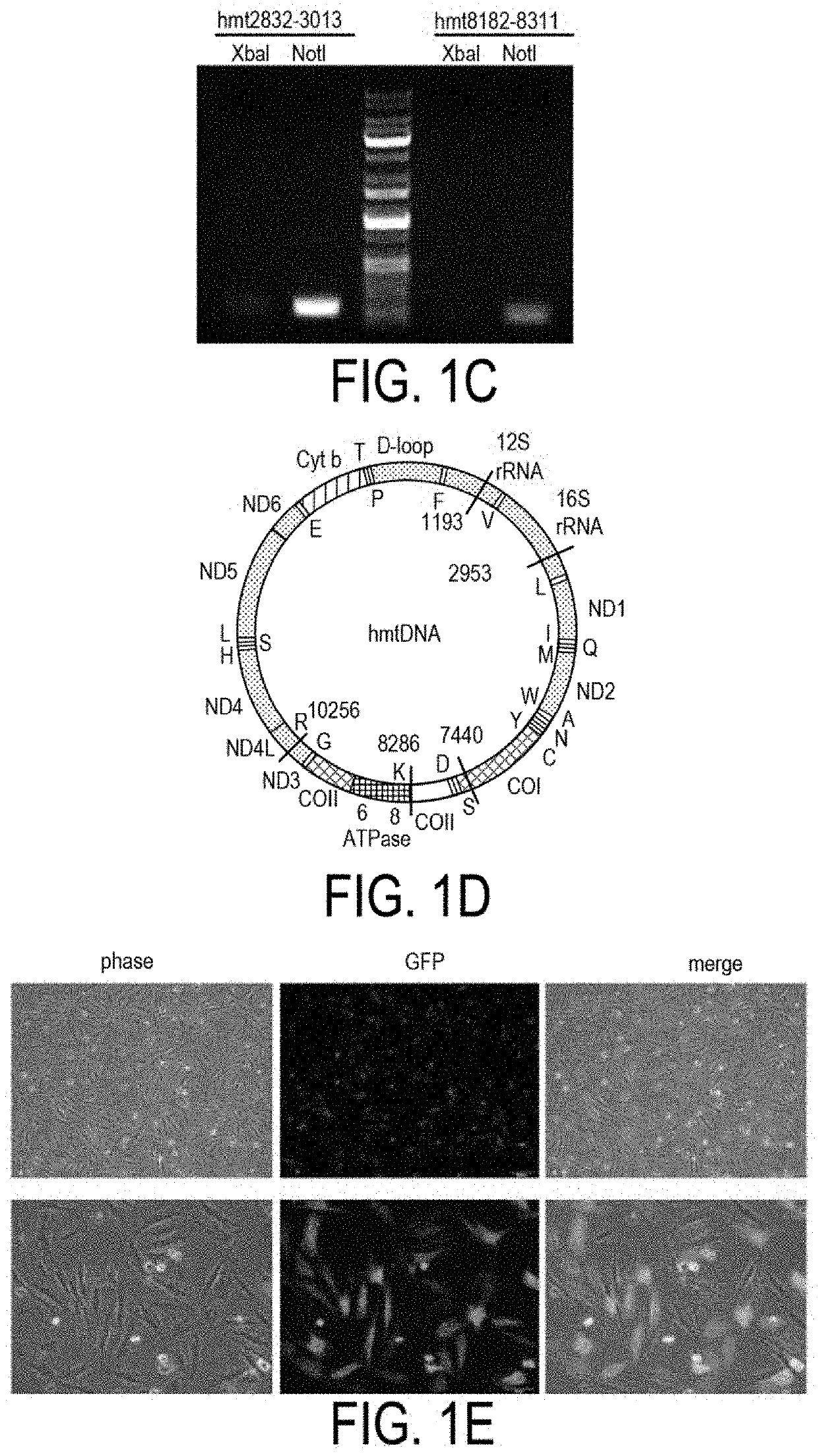 Methods and compositions for treating mitochondrial disease or disorders and heteroplasmy