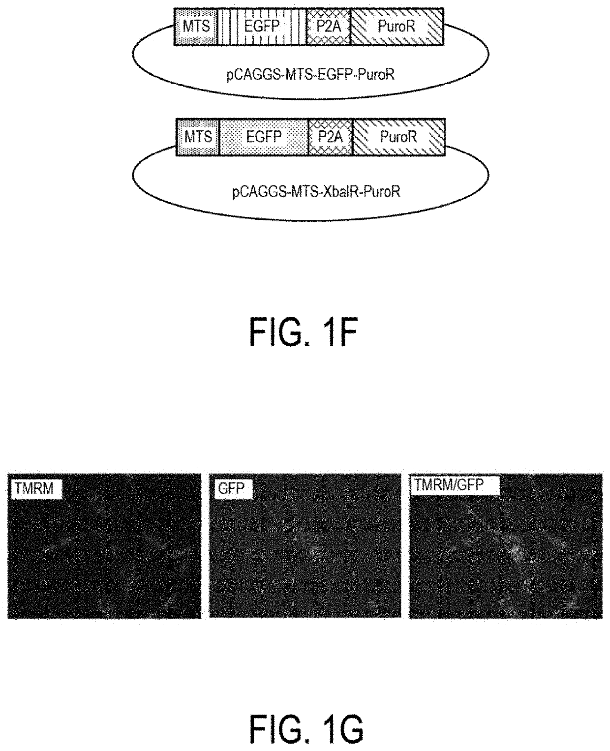 Methods and compositions for treating mitochondrial disease or disorders and heteroplasmy