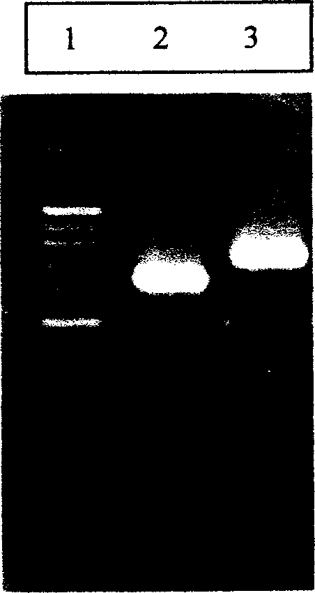 Recombined rockfish adenylate cyclase activated polypeptide gene and its expression system, expression product, producing method and use