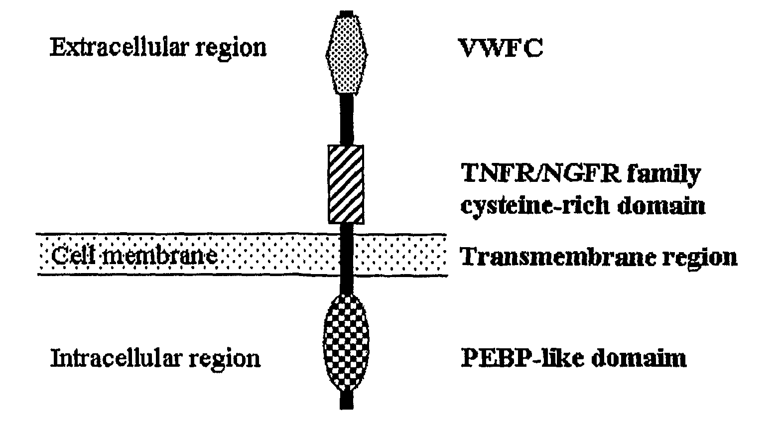 Rice Gene, GS3, Exerting Primary Control Over Grain Length and Grain Weight