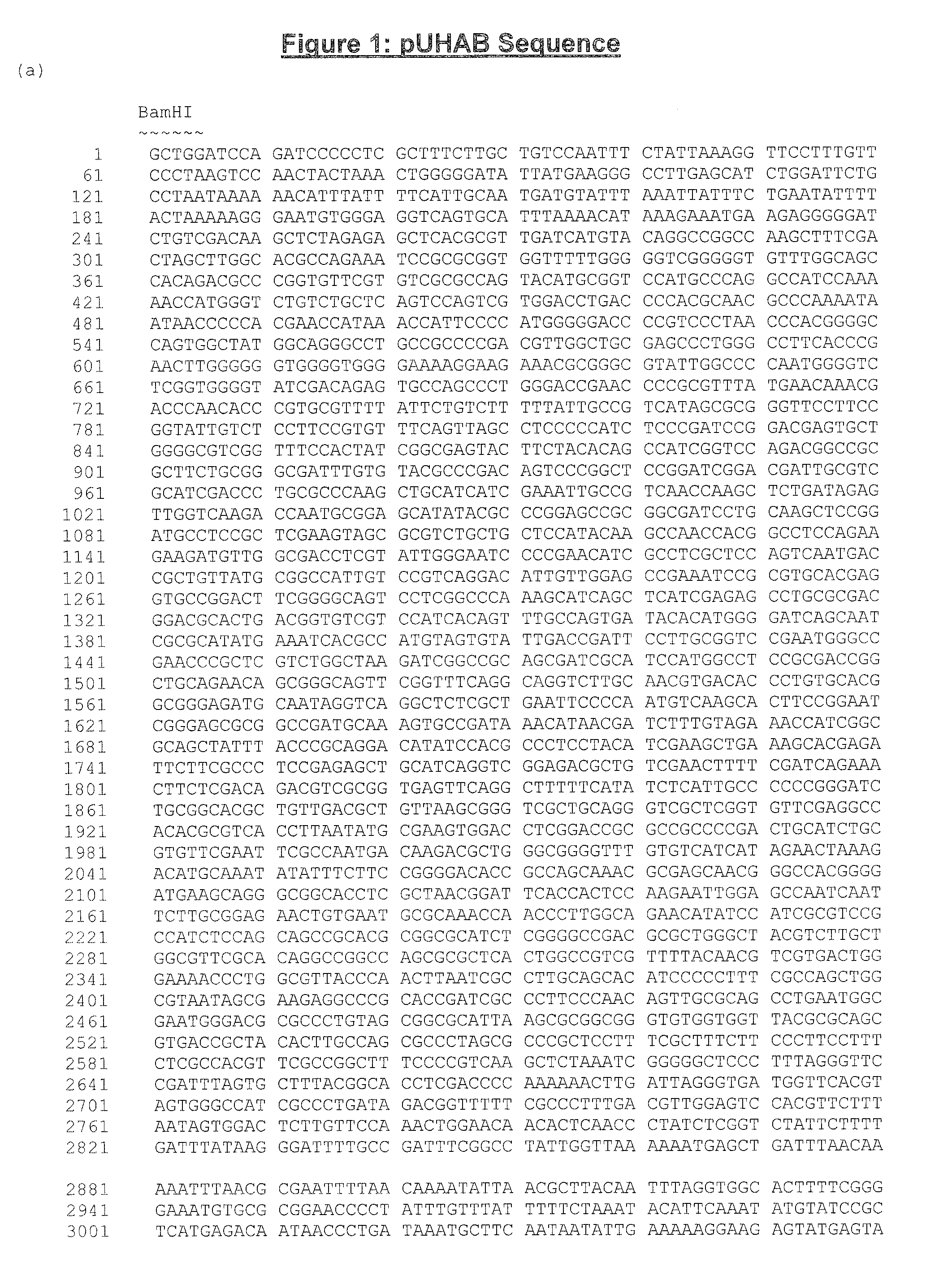 Mammalian expression vector pUHAB