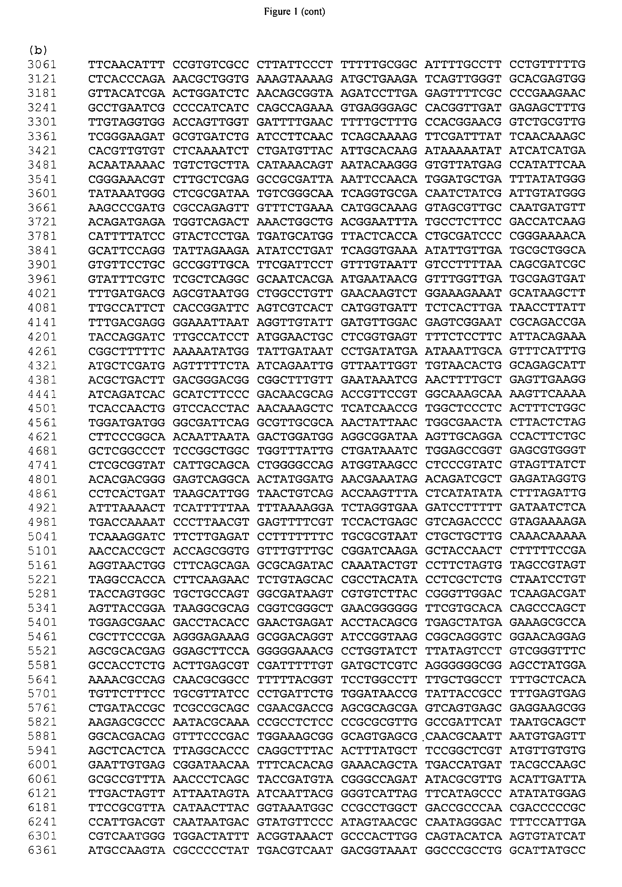 Mammalian expression vector pUHAB