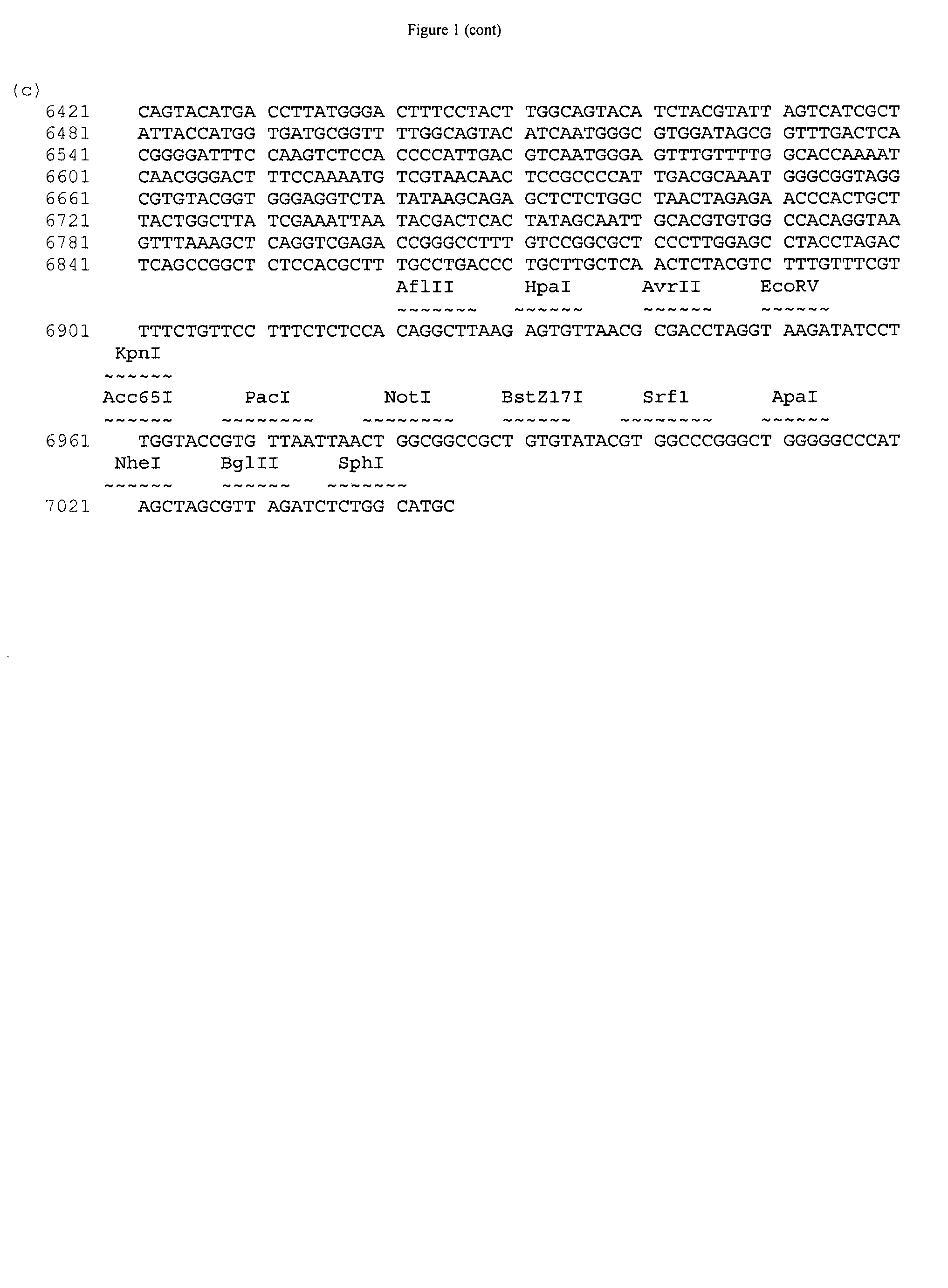 Mammalian expression vector pUHAB