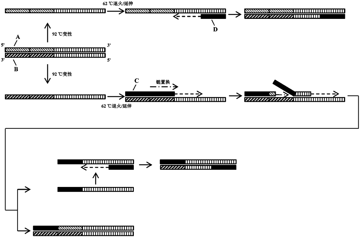 A polymerase chain displacement reaction detection method for citrus huanglongbing bacteria asiatic species