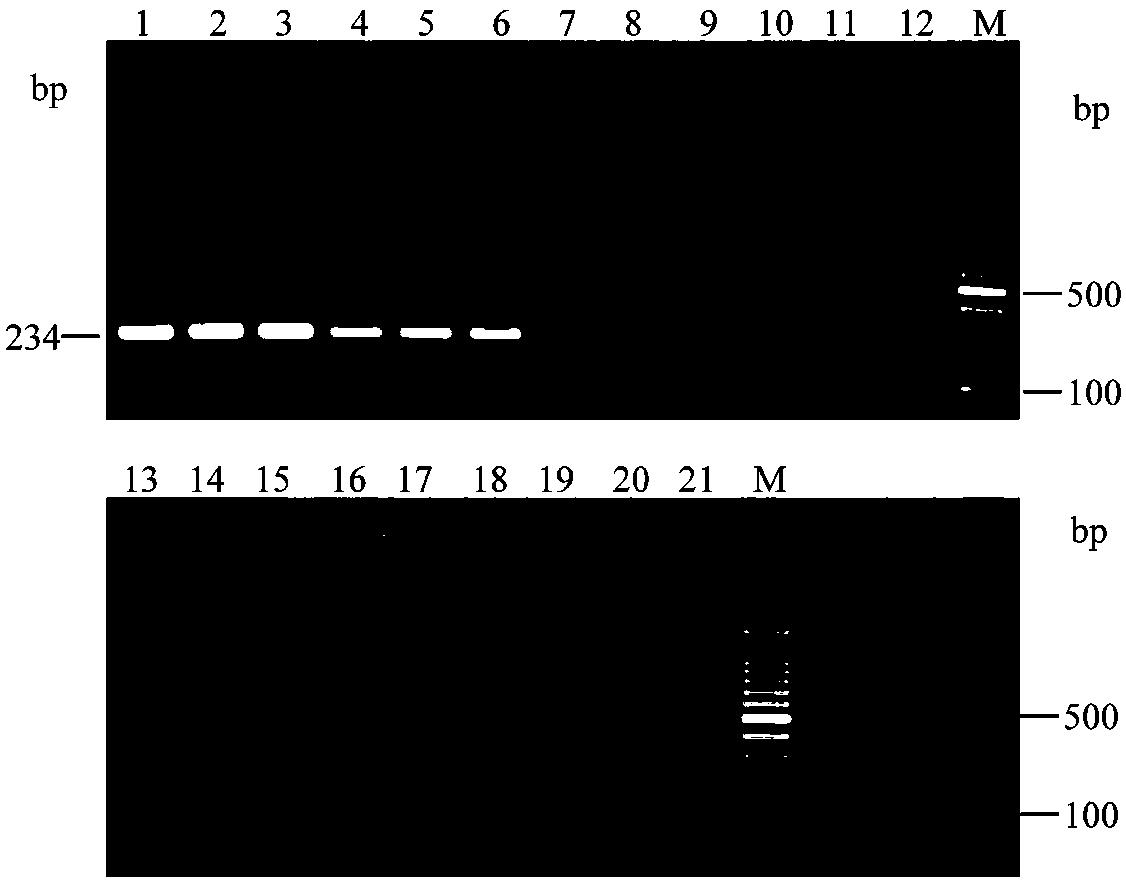 A polymerase chain displacement reaction detection method for citrus huanglongbing bacteria asiatic species