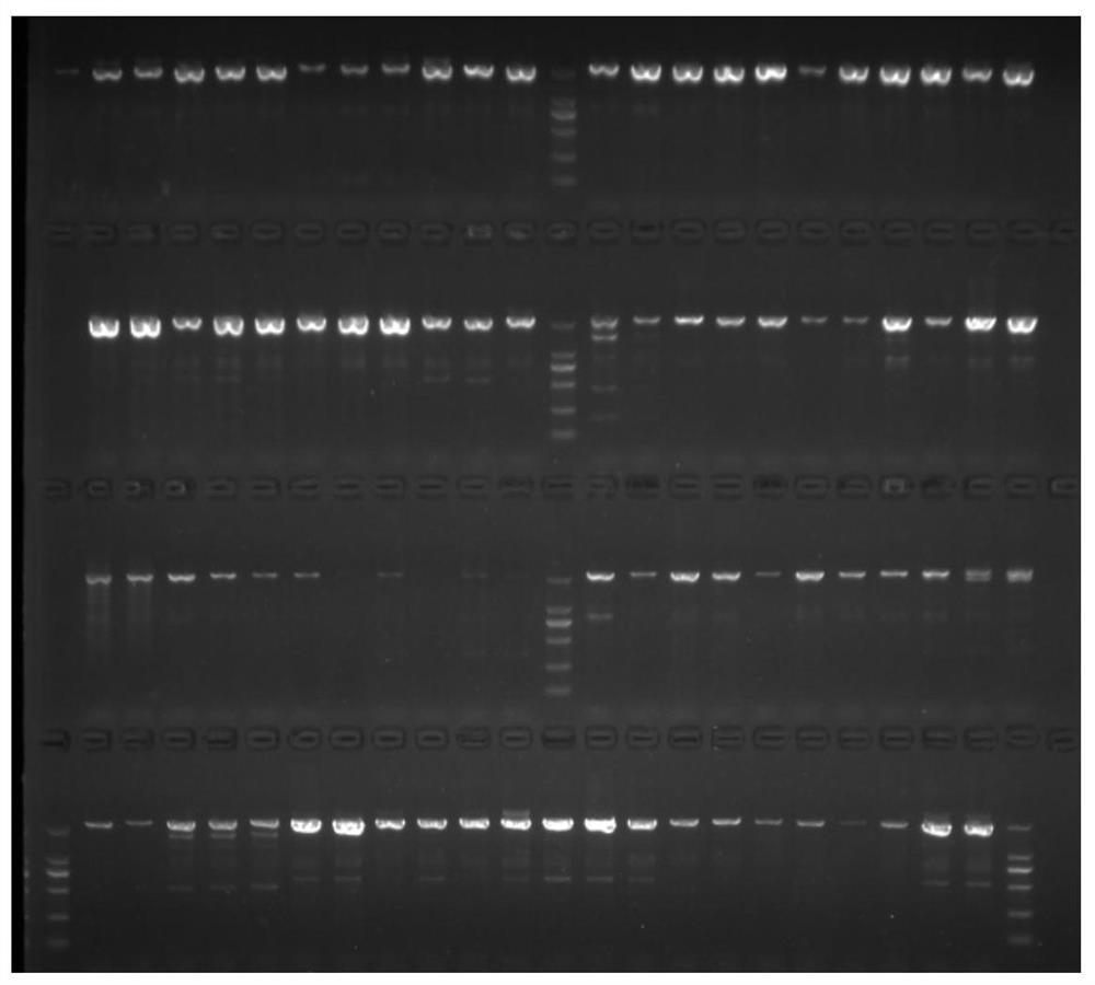 Method for constructing DNA bar code database of fishes in Lake Taihu and application