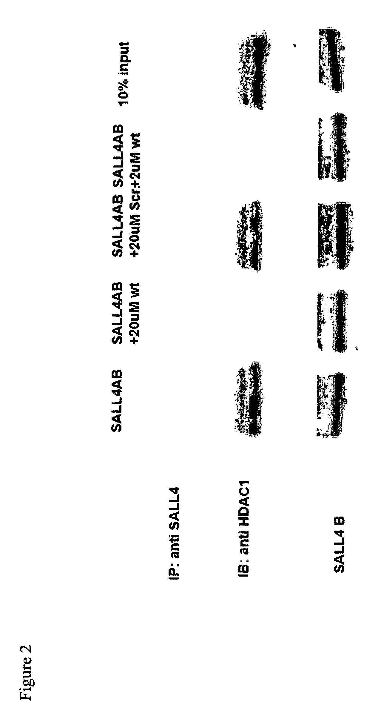 Spalt-like transcription factor 4 (SALL4) and uses thereof