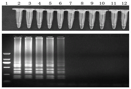 Phytophthora vignae LAMP (loop-mediated isothermal amplification) detection primers and phytophthora vignae LAMP detection method