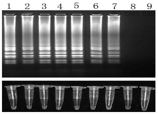 Phytophthora vignae LAMP (loop-mediated isothermal amplification) detection primers and phytophthora vignae LAMP detection method