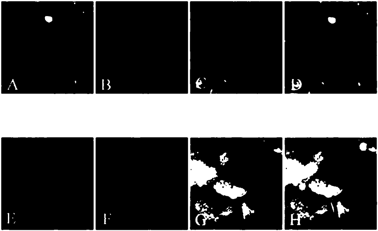 Application of arabidopsis thaliana Sec14p-like gene in plant cell lipid droplet fluorescent marker