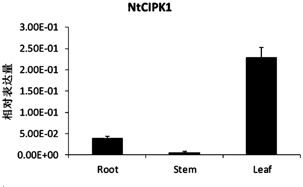 Tobacco protein kinase gene NtCIPK1 as well as cloning method and application thereof