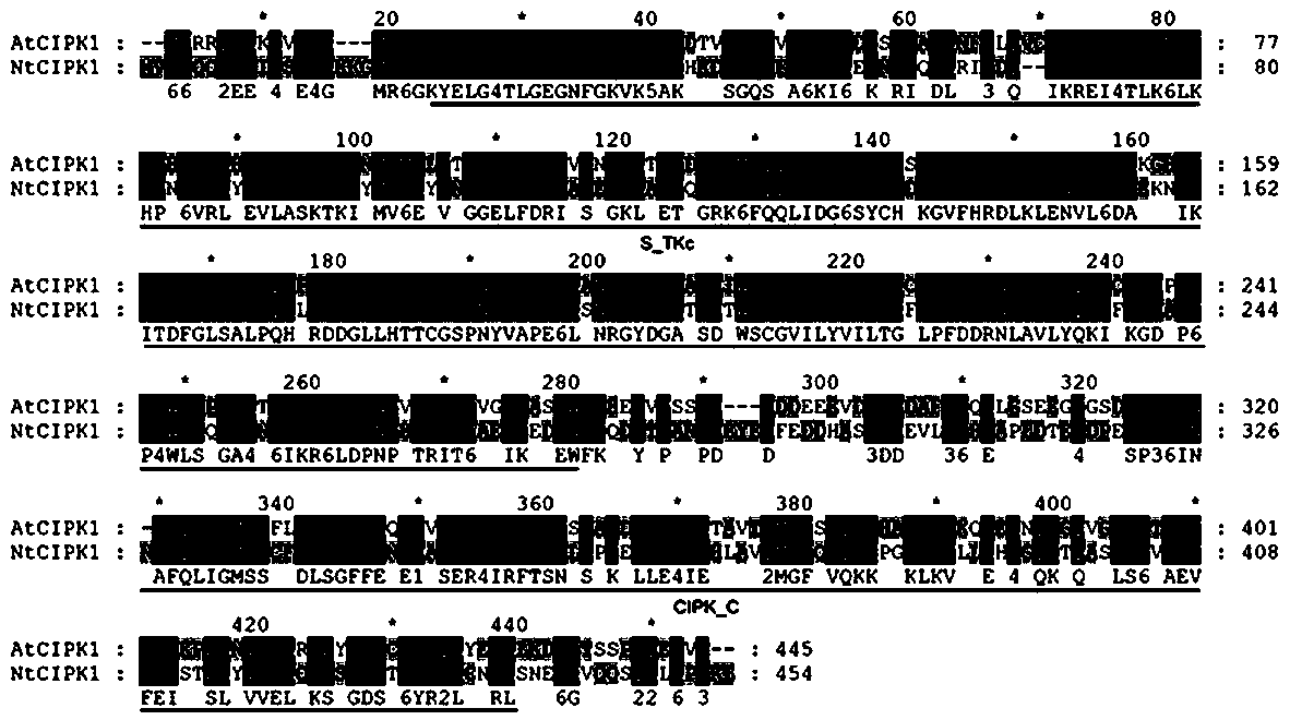 Tobacco protein kinase gene NtCIPK1 as well as cloning method and application thereof