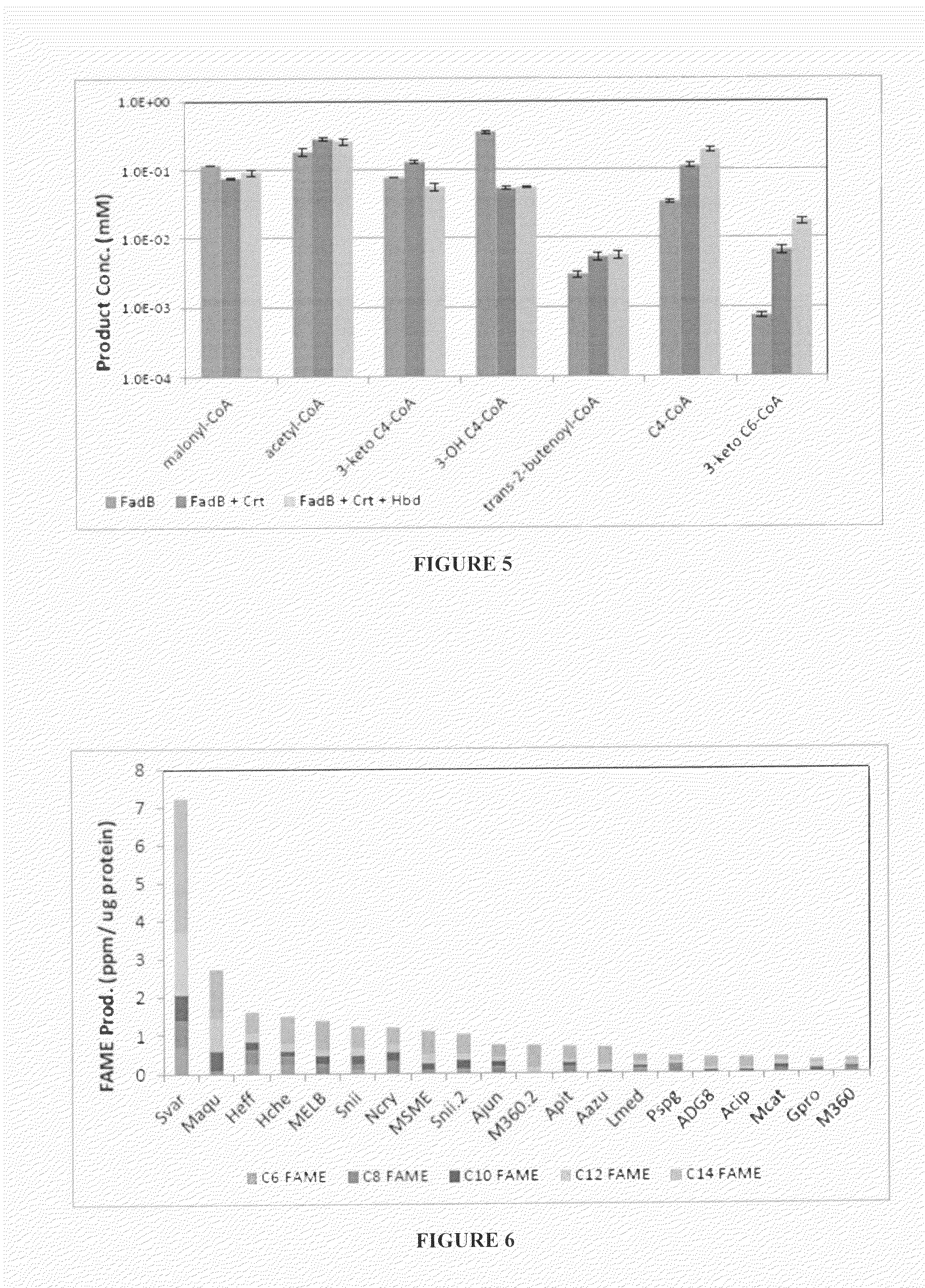 Production of fatty acids esters