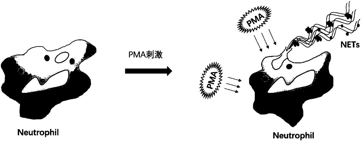 Kit and method for detection of NETs (neutrophil extracellular traps)