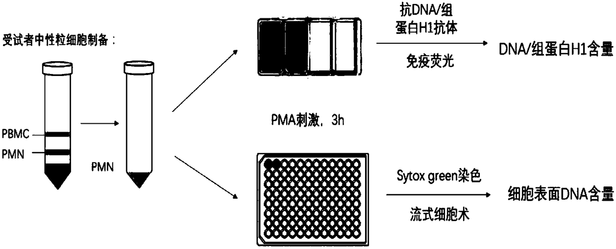 Kit and method for detection of NETs (neutrophil extracellular traps)