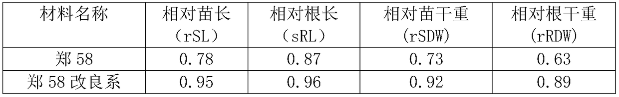 A method for cultivating cold-resistant maize varieties using maize allopolyploid