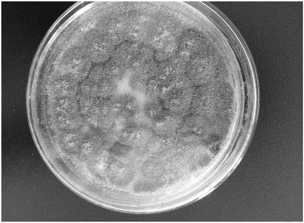 AspergillusflavusBP6T2 producing paclitaxel and application of aspergillusflavus