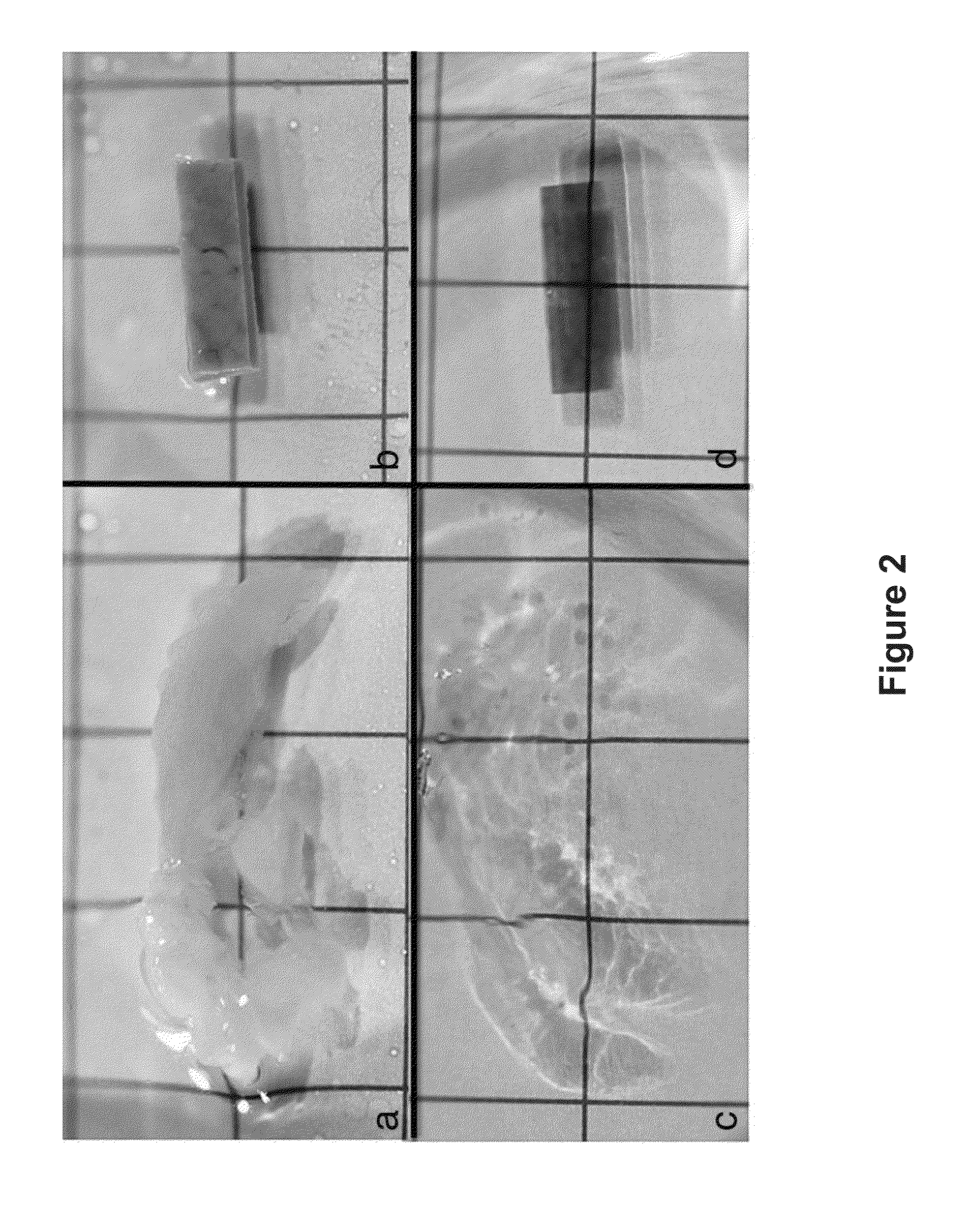 Novel Methods of Tissue Processing and Imaging