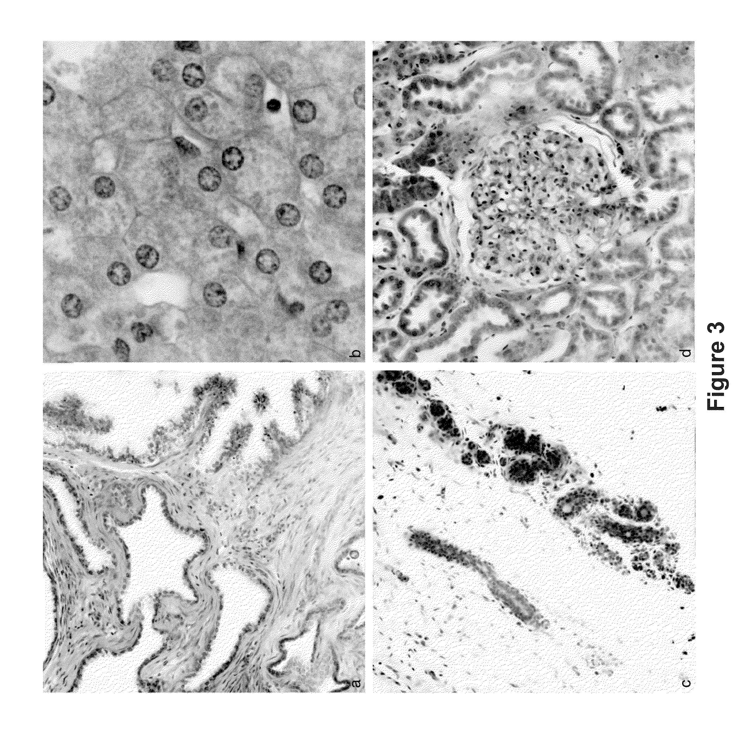 Novel Methods of Tissue Processing and Imaging