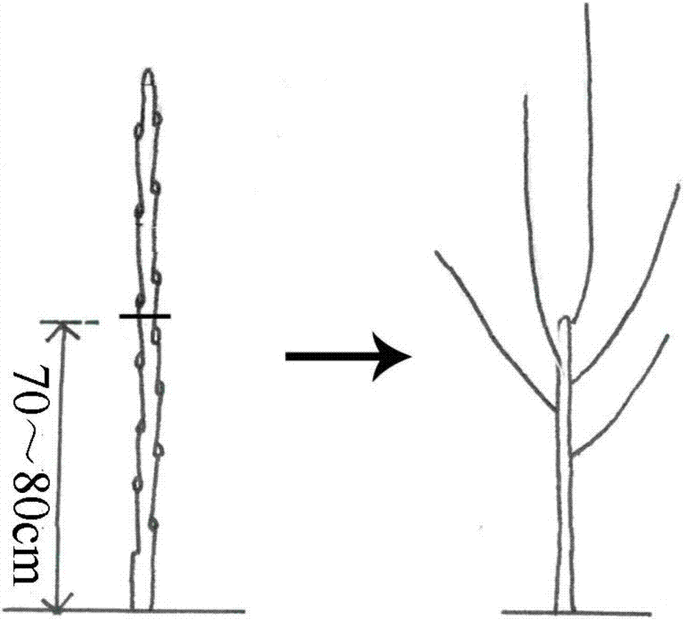 Downward-arrowhead-shaped tree shape of pear tree and shaping method for same