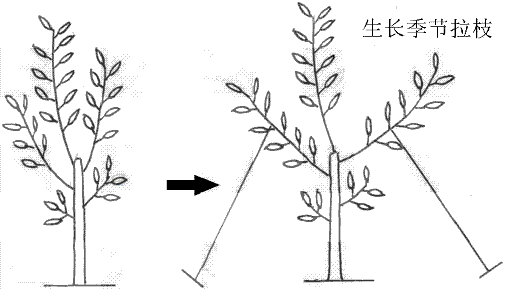 Downward-arrowhead-shaped tree shape of pear tree and shaping method for same