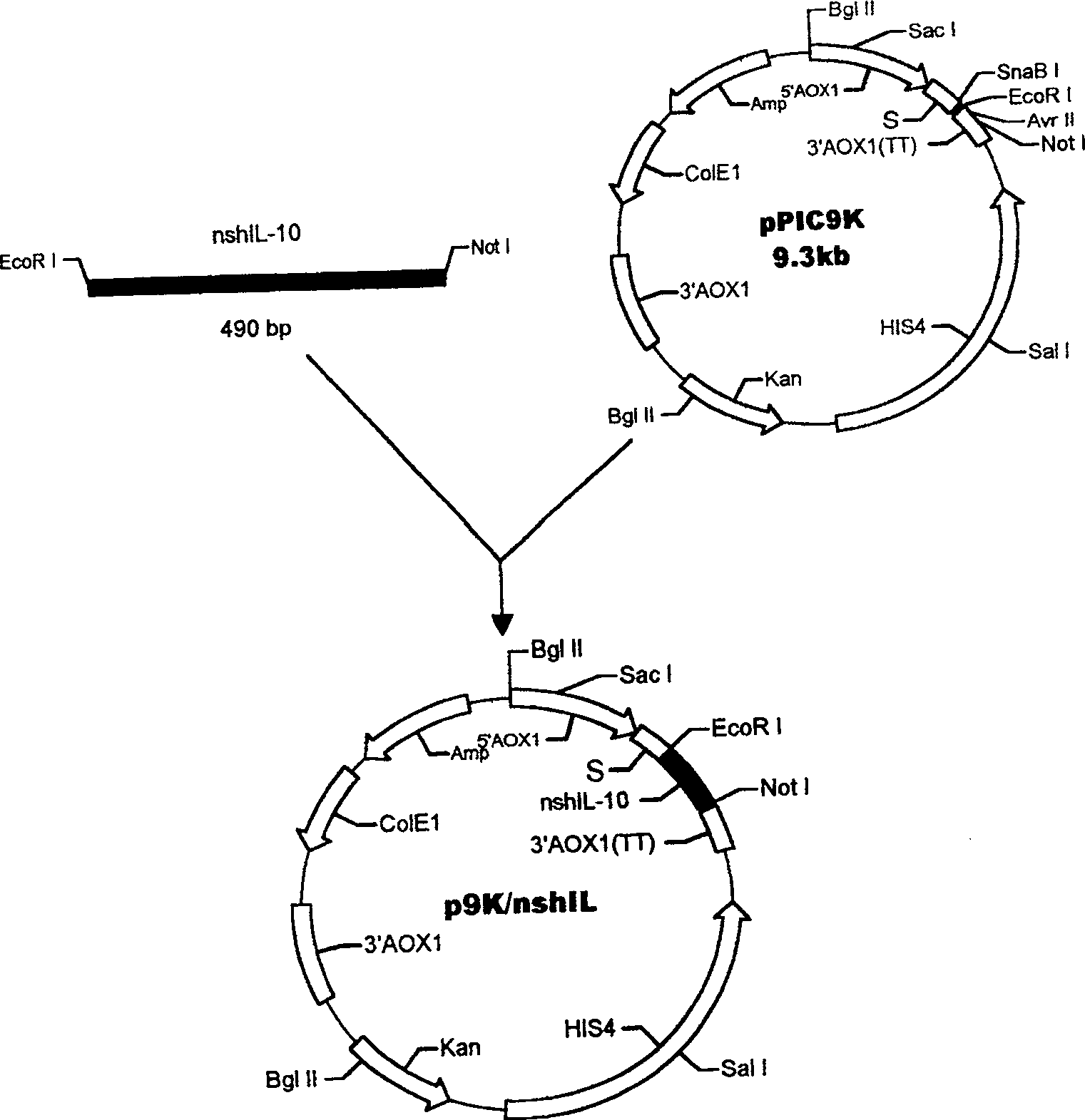 Method for yeast cell to express human interleukin 10