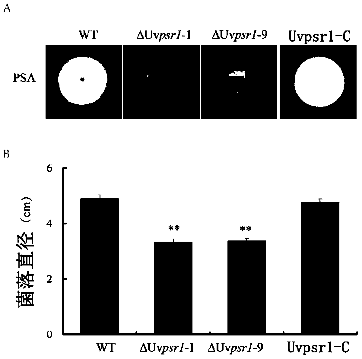 Pathogenic factor for negatively regulating ustilaginoidea virens spore production, gene and application thereof