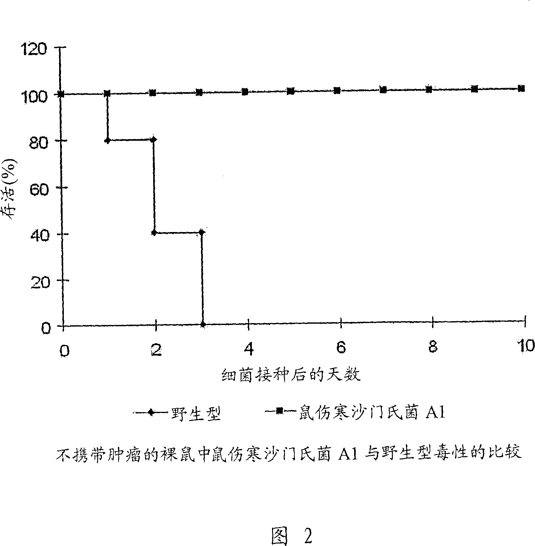 Cancer selective auxotrophs