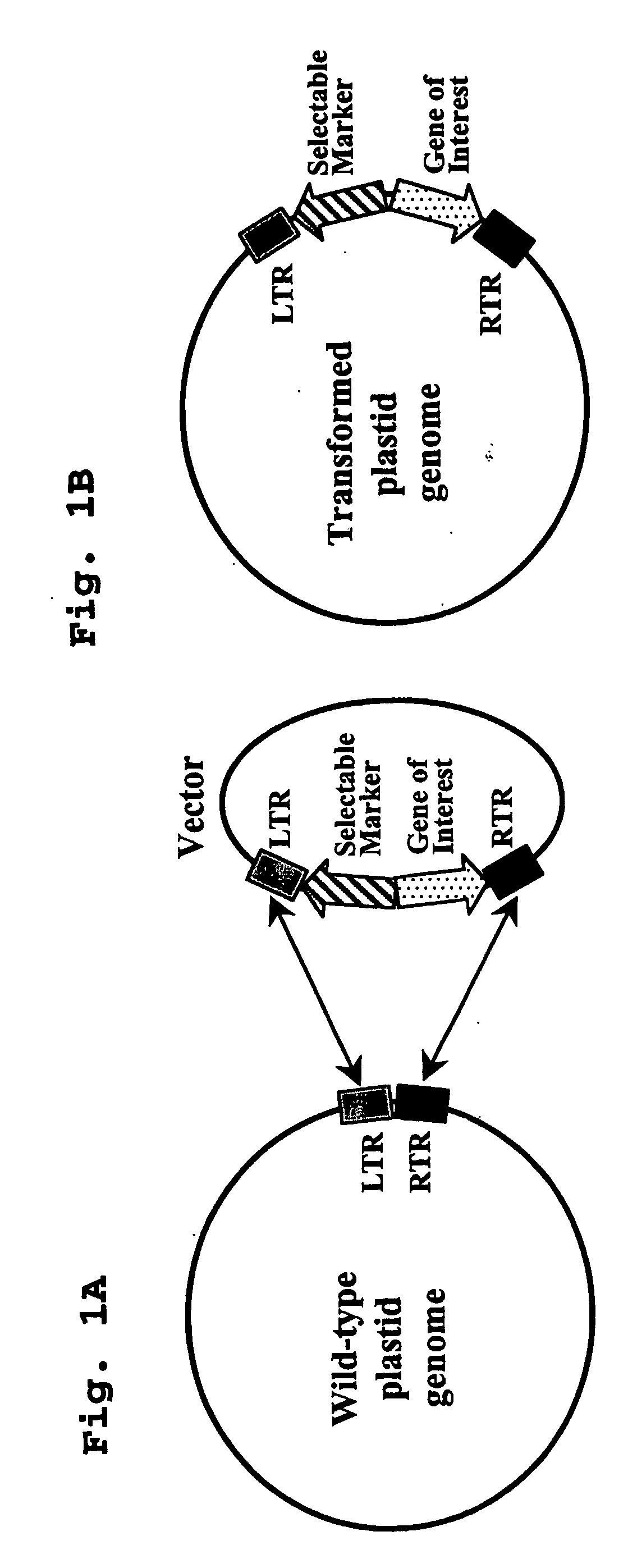 Integrases for the insertion of heterolgogous nucleic acids into the plastid genome