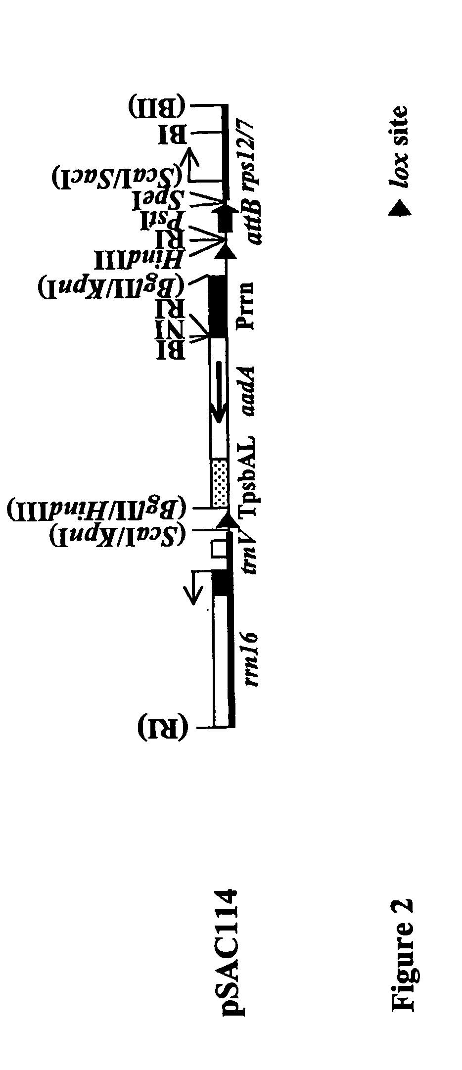 Integrases for the insertion of heterolgogous nucleic acids into the plastid genome