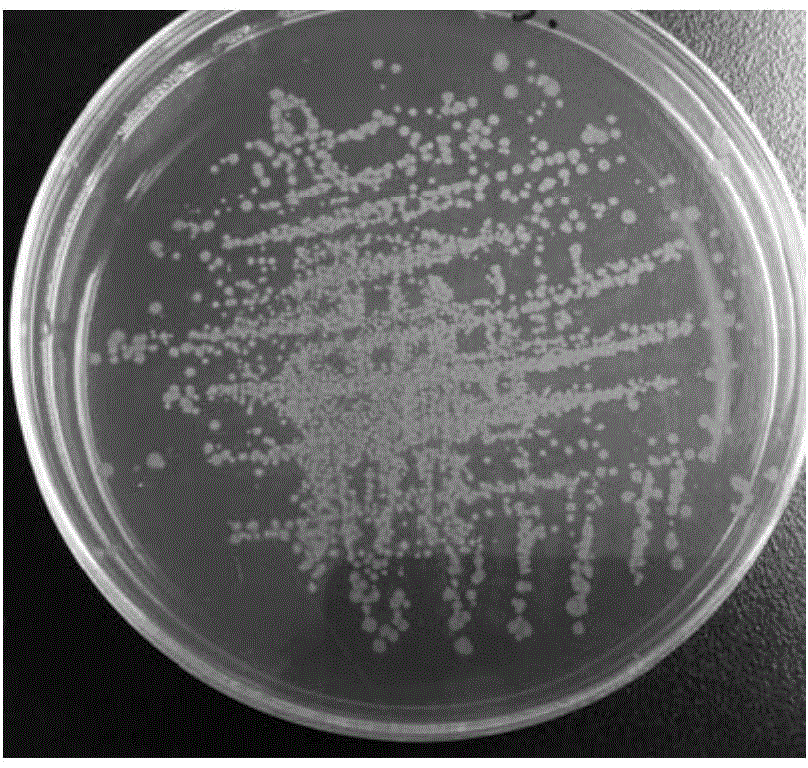 Lactobacillus crispatus and pharmaceutical application thereof