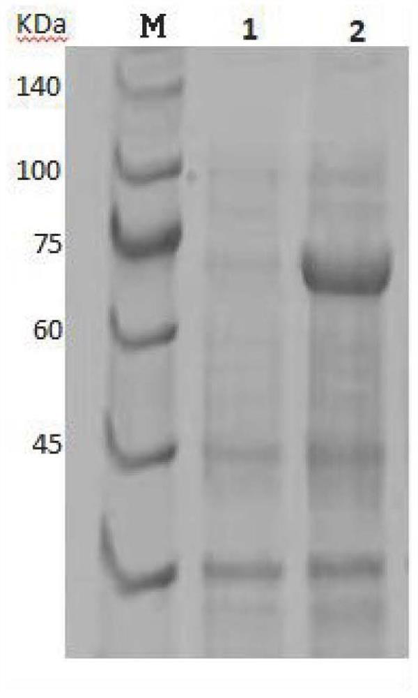 Metal phosphatase as well as carrier, storage solution and preparation method thereof