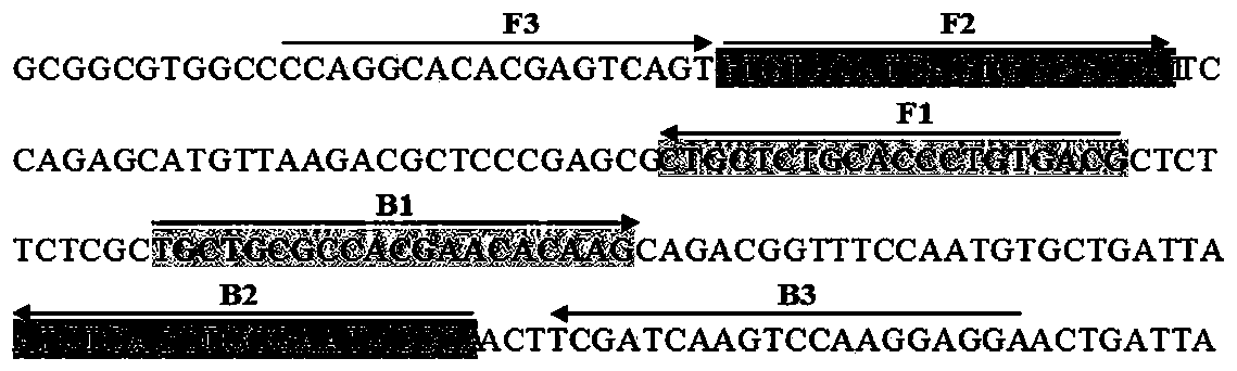 LAMP (Loop-mediated isothermal amplification) detection primer for ceratocystis fimbriata and application thereof