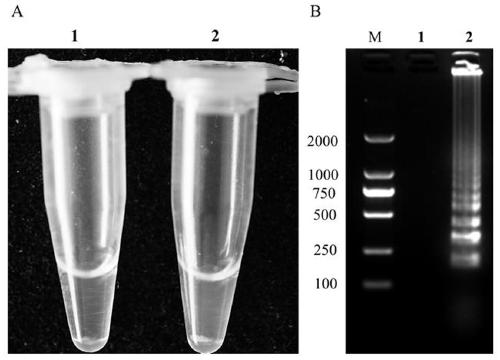 LAMP (Loop-mediated isothermal amplification) detection primer for ceratocystis fimbriata and application thereof