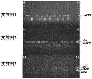 Molecular cloning method based on CRISPR/Cas9 and homologous recombination of saccharomyces cerevisiae cell endogenous genes