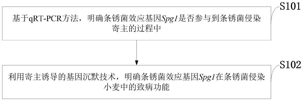 Wheat stripe rust secretory protein, identification method, transgenic plant and application