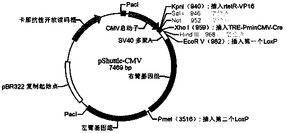 Self-clearing type adenovirus vector and preparation method thereof