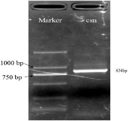 A kind of highly active chitosanase control gene csn and the method of using the gene to produce high active chitosanase