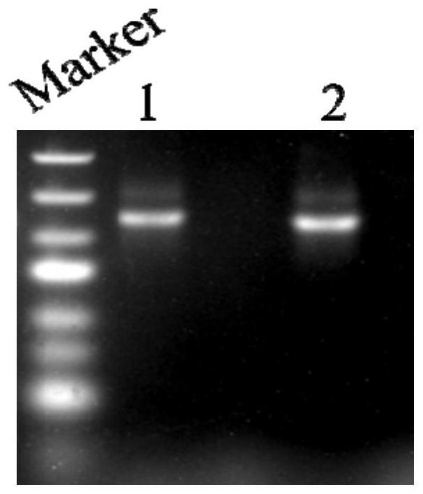 Genetic engineering strain for producing sterol side chain incomplete degradation product as well as construction method and application of genetic engineering strain