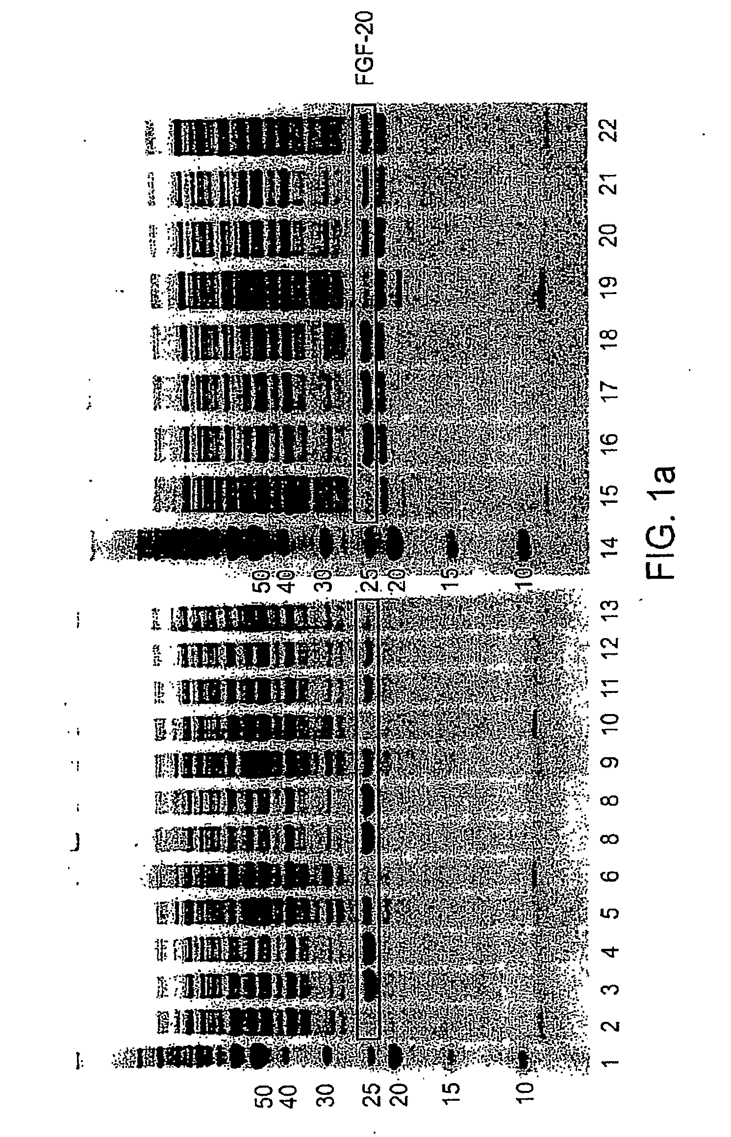 Expression of soluble therapeutic proteins