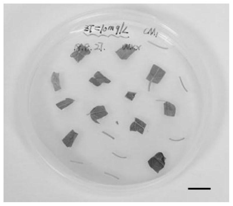 A kind of genetic transformation method of poplar alba