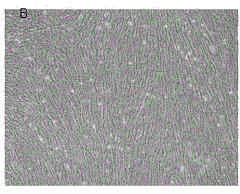 Building method of fish head and kidney tissue derived cell lines