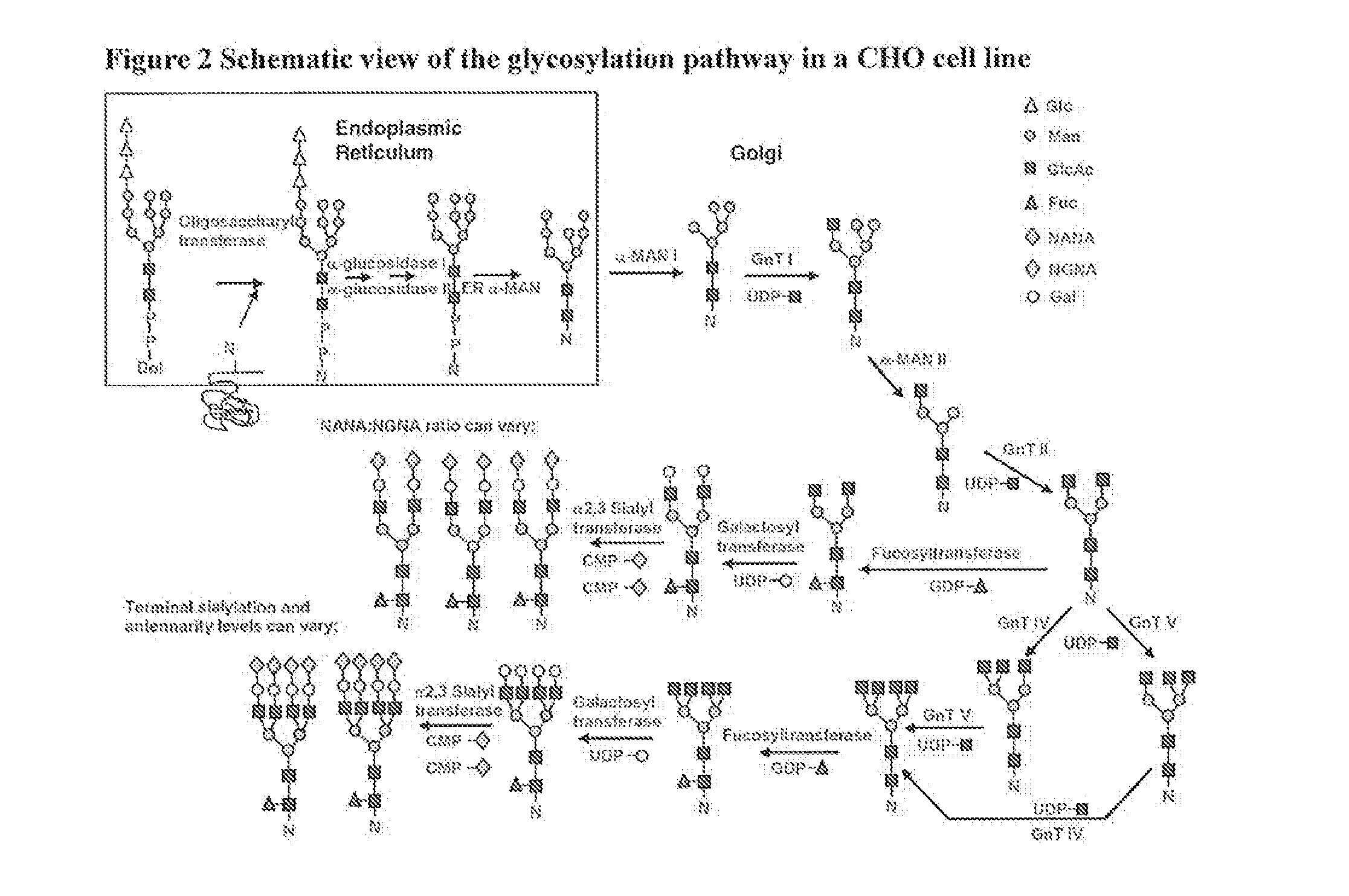 Method for Optimizing Post-Translational Modifications on Recombinant Proteins