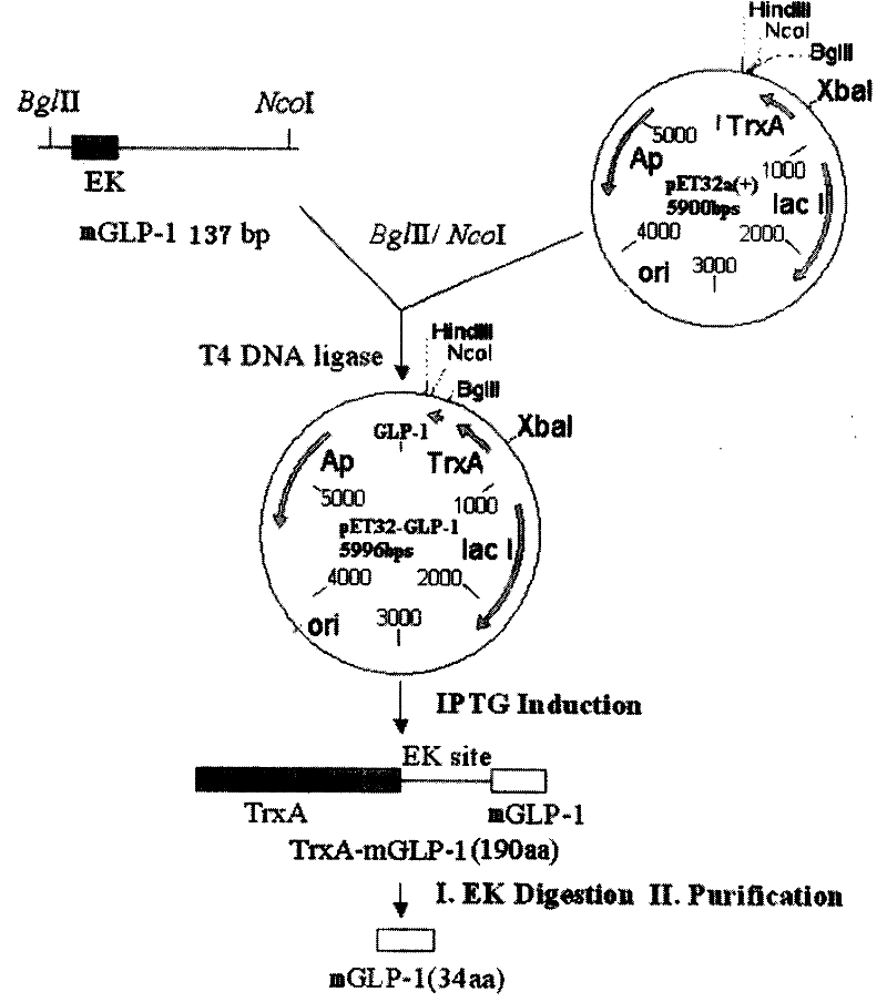 Human pancreas glucagon sample peptide-1-derivative, its production and use