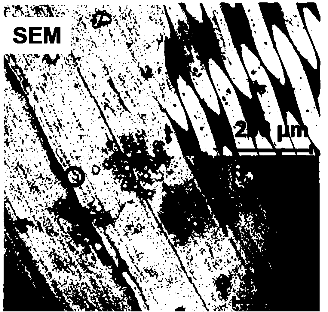 Oil-water separation screen membrane with lead ion responsiveness and preparation method of membrane